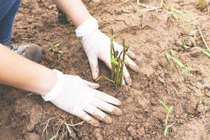 mano Tenere giovane pianta per piantare nel suolo - pianta alberi nel il foresta nel il la zona amore natura Salva il mondo ambiente giorno rimboschimento eco bio pergolato csr ecosistemi rimboschimento concetto foto