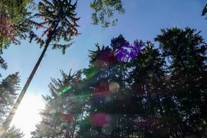 luce solare sugli alberi foto