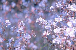 fiore viola sul campo, bella crescita e fiori sul prato che sbocciano al mattino. pastello morbido su sfondo bokeh naturale, stile vintage foto