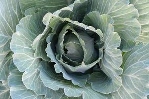 verde cavolo maturando testa in crescita nel verdura azienda agricola foto