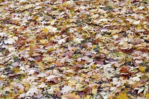 un' grande numero di caduto e ingiallito autunno le foglie su il terra. autunno sfondo struttura foto