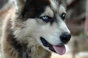 artico malamute con blu occhi museruola ritratto vicino su. Questo è un' abbastanza grande cane nativo genere foto