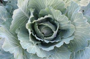 verde cavolo maturando testa in crescita nel verdura azienda agricola foto