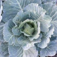 verde cavolo maturando testa in crescita nel verdura azienda agricola foto