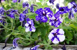 bellissimo viola petunia fiori nel floreale dettaglio sfondo Immagine foto