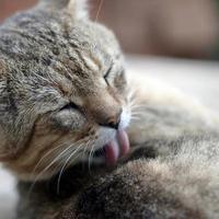 ritratto di soriano gatto seduta e leccata il suo capelli all'aperto e bugie su Marrone divano foto