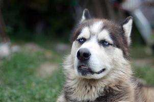 artico malamute con blu occhi museruola ritratto vicino su. Questo è un' abbastanza grande cane nativo genere foto