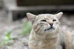 triste museruola ritratto di un' grigio a strisce soriano gatto con verde occhi, selettivo messa a fuoco foto