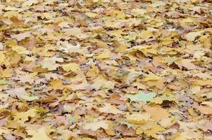 un' grande numero di caduto e ingiallito autunno le foglie su il terra. autunno sfondo struttura foto