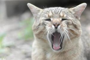 Marrone soriano domestico gatto sbadigli su sfocato verde cortile foto