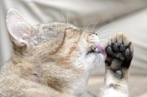 ritratto di soriano gatto seduta e leccata il suo capelli all'aperto e bugie su Marrone divano foto