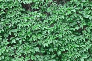 verde edera cresce lungo il beige parete di dipinto piastrelle. struttura di denso boschetti di selvaggio edera foto
