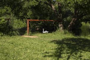 cigno su stagno. Visualizza nel parco. dettagli di ricreazione la zona nel foresta. foto