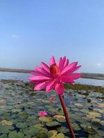 rosa loto fiore, rosa fiore, loto fiore, lago fiori foto