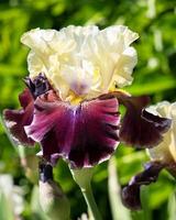 Tedesco iris, iris barbata foto