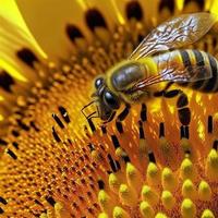 ape al di sopra di il girasole fiore foto