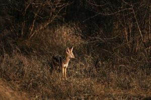 sciacallo camuffare nel il di spessore africano cespuglio foto