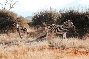 africano zebra, Sud Africa foto