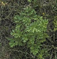 avvicinamento di fresco in crescita dolce assenzio romano artemisia annuale, dolce Annie, annuale artemisia erbe nel il selvaggio campo, artemisinina medicinale pianta, naturale verde erba le foglie struttura sfondo sfondo foto