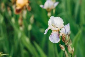 bellissimo viola iris fiori crescere nel il giardino. avvicinamento di iris fiore su sfocato verde naturale sfondo. pieno fioritura tendenza. superficiale profondità di campo. foto