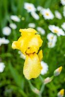 giallo iris avvicinamento su un' sfondo di margherite foto