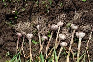 aglio su il terra. raccogliere aglio a partire dal il tuo giardino foto