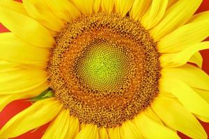 girasole fioriture naturale sfondo avvicinamento. giallo struttura foto