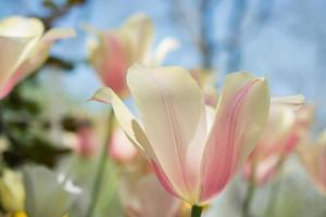 tulipani che fioriscono in primavera