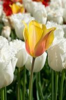 giallo tulipano nel natura nel primavera