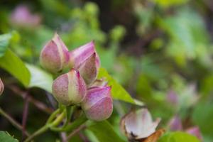 avvicinamento messa a fuoco bellissimo rosa fiore germoglio con verde sfocato sfondo foto