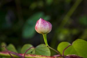 avvicinamento messa a fuoco bellissimo rosa fiore germoglio con verde sfocato sfondo foto