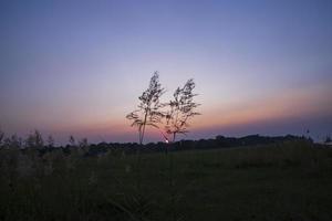 tramonto al di sopra di il Kans erba o saccharum spontaneo fiori paesaggio Visualizza foto