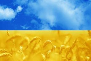 tonica foto di un' orecchie Grano campo sotto cielo nel il nazionale colori di il bandiera di Ucraina - blu e giallo. simbolo di la libertà ucraino le persone. solidarietà con Ucraina