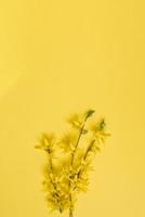 un' fioritura giallo forsizia ramo su un' giallo sfondo. primavera carta per Pasqua o La madre di giorno foto