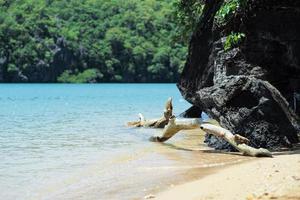 secco rami su il spiaggia con sfocato alberi su il isola nel sfondo. tropicale ambiente foto