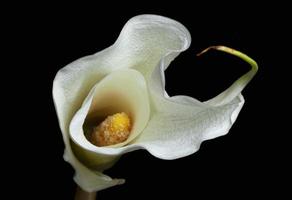 fiore di giglio di calla bianco foto