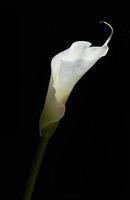 fiore di giglio di calla bianco foto