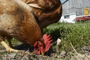 un' rosso Marrone pollo si siede al di fuori un' fienile foto