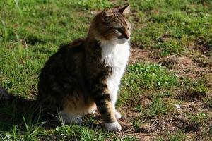 il gatto domestico è un mammifero della famiglia felina dell'ordine dei carnivori. foto