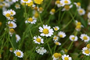 margherite fioritura nel un' foresta radura. foto