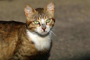 il gatto domestico è un mammifero della famiglia felina dell'ordine dei carnivori. foto