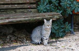 il gatto domestico è un mammifero della famiglia felina dell'ordine dei carnivori. foto