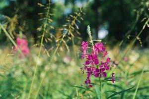 fioritura foresta erbe aromatiche salice erba, avvicinamento. foto