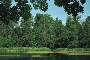 foresta lago a mezzogiorno, mezza estate nel Finlandia. chiaro blu cielo, naturale sfondo. idea di orizzontale telaio per sfondo o bandiera di foresta ecosistema foto