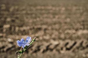 sfocato sfondo di arabile terra dopo raccolto. selettivo messa a fuoco su cicoria fiore. idea per un' sfondo o sfondo di ambientale questioni, siccità e suolo erosione. spazio per testo foto