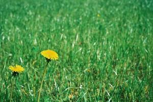 uno giallo dente di leone nel giovane fresco verde erba, primavera o presto estate. il idea di un' bandiera è Salute cura, il fioritura di vita. sfondo per pubblicità Salute e cosmetologia foto