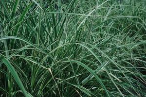 giardino erba, sfocato naturale sfondo. falaride arundinacea o canarino erba. a strisce erba fogliame con verde e bianca foglie, sfondo o spruzzo per natura bandiera foto