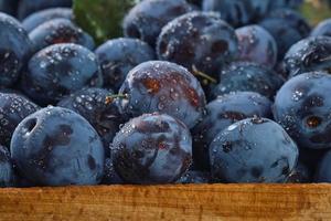 delizioso maturo prugne nel un' di legno scatola, fresco biologico frutta sfondo nel acqua gocce, avvicinamento. bellissimo maturo prugne, frutta raccolta nel autunno, eco-prodotti. selettivo messa a fuoco, superficiale profondità di campo. foto