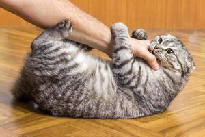 carino divertente gatto giocando con uomo mano foto