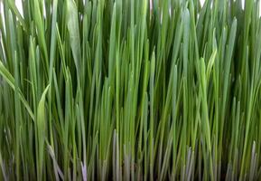 germinato semi di avena, verde erba. foto